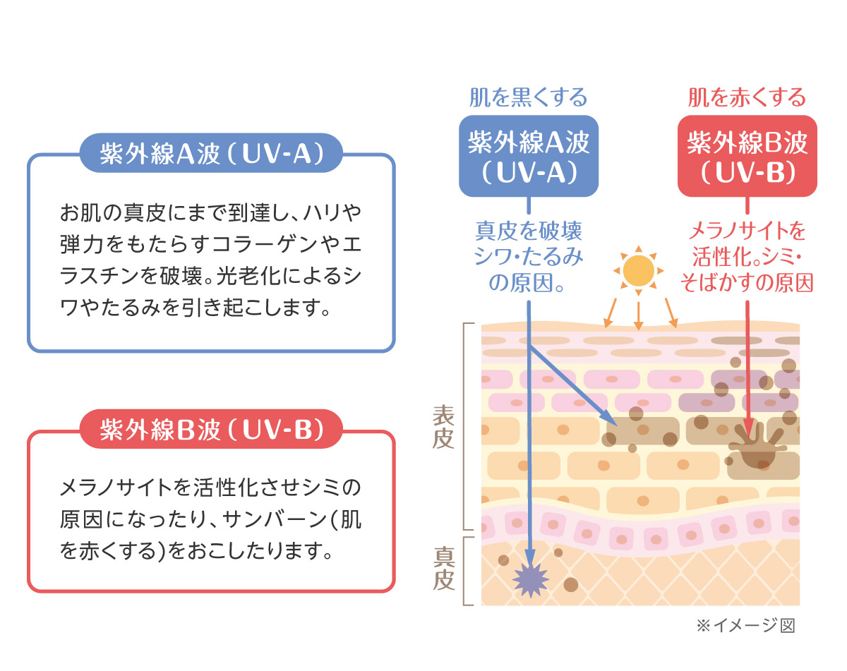 紫外線からお肌をまもります。