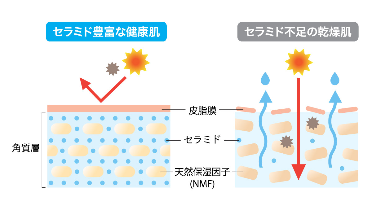 保湿成分セラミド配合