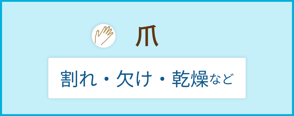 爪
割れ・欠け、乾燥など